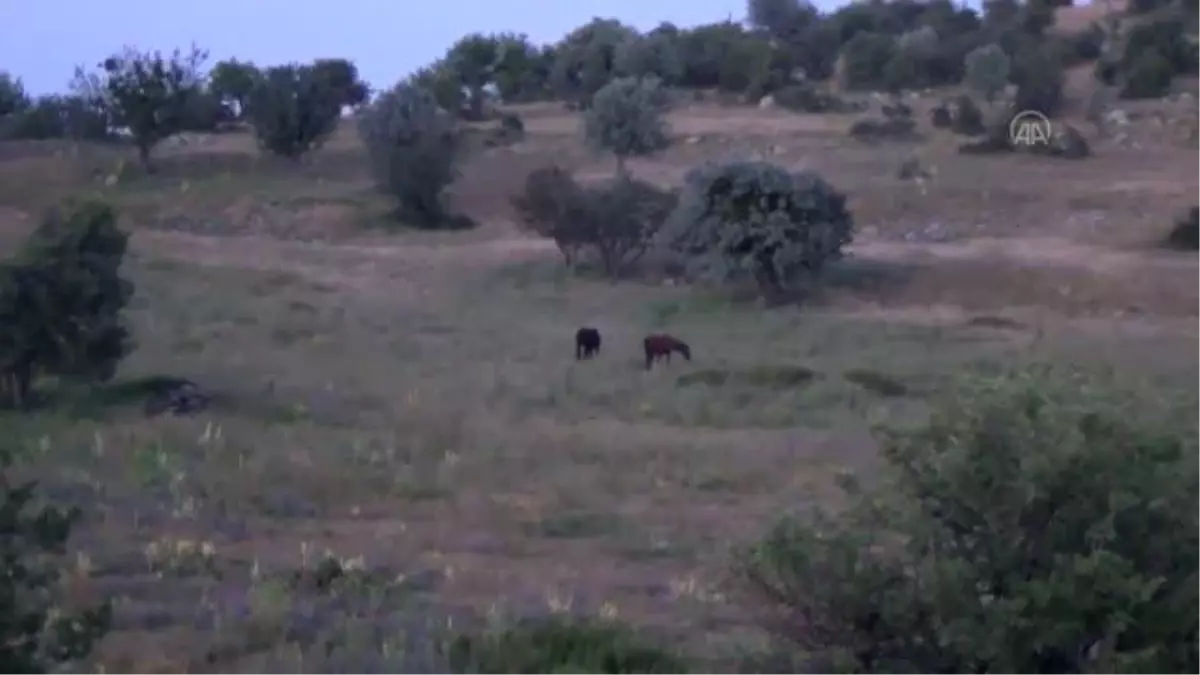 Beypazarı\'nda yılkı atları görüntülendi
