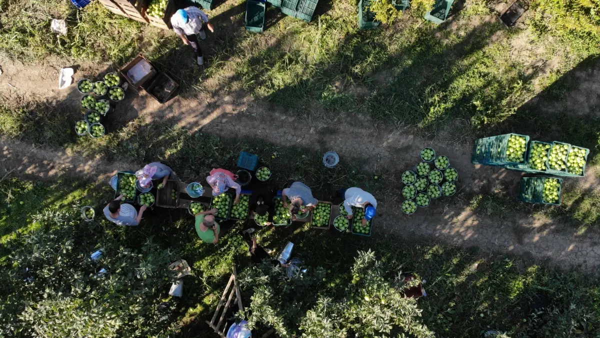Bursa'da ihracatı da yapılan yeşil elmanın hasadı başladı