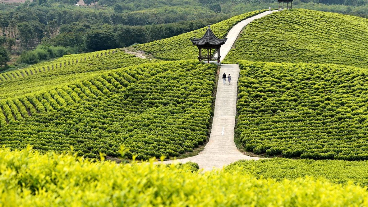 Çin\'in Langxi İlçesindeki Çay Bahçesi Manzarası Turistleri Büyülüyor