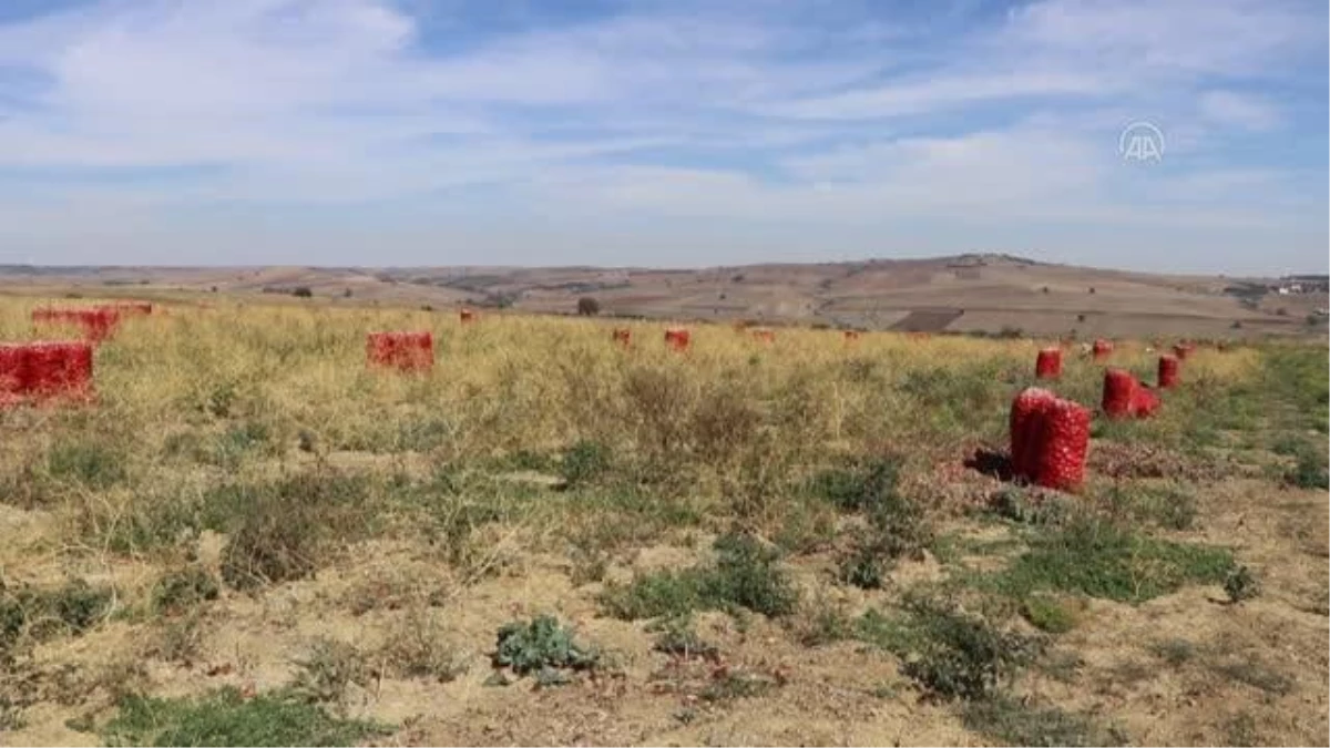 "Coğrafi işaret", Tekirdağ soğanına pazarda daha fazla yer açacak