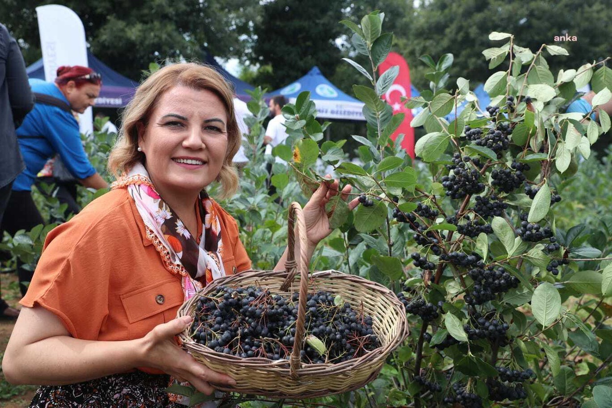 İzmit Belediyesi\'nin Aronya Fidanı Desteği İçin Başvurular Başladı