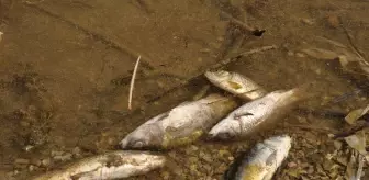 Balık ölümleri görülen Bolu'daki Çubuk Gölü'nden numune alındı