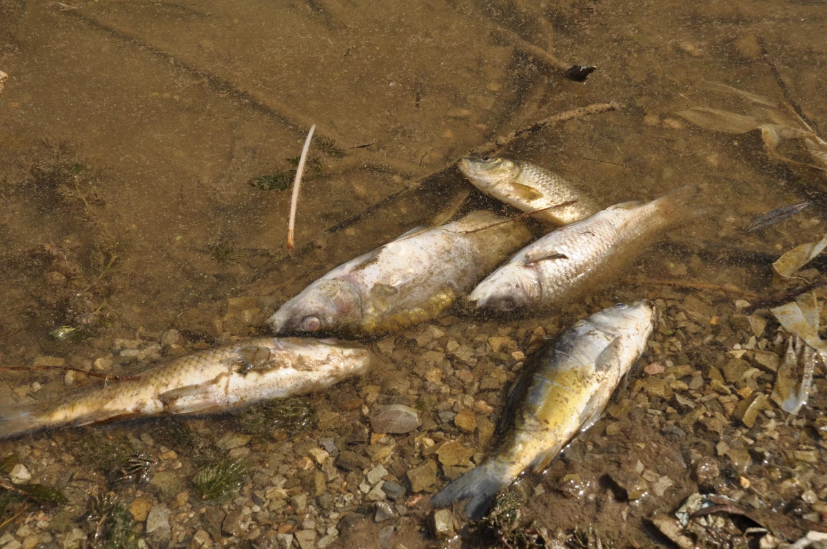 Balık ölümleri görülen Bolu\'daki Çubuk Gölü\'nden numune alındı