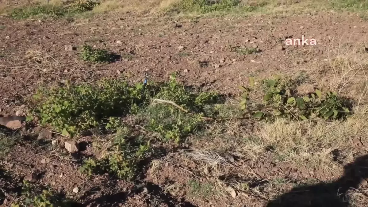 Malatyalı Çiftçinin Yem Deposunu Yakıp Ağaçlarını Kestiler