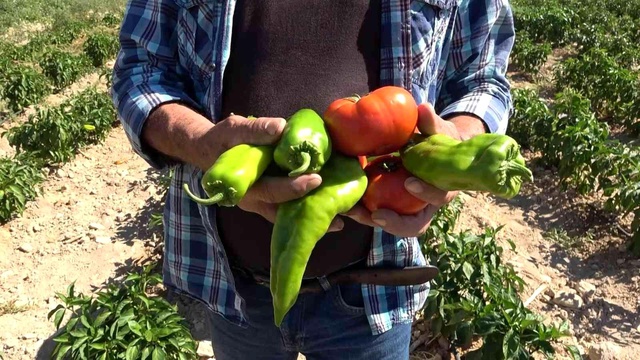 Tarlasını yine vatandaşa açtı, marketin yarı fiyatına satışa başladı Tarlasını yine vatandaşa açtı, marketin yarı fiyatına satışa başladı