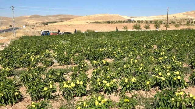 Tarlasını yine vatandaşa açtı, marketin yarı fiyatına satışa başladı Tarlasını yine vatandaşa açtı, marketin yarı fiyatına satışa başladı