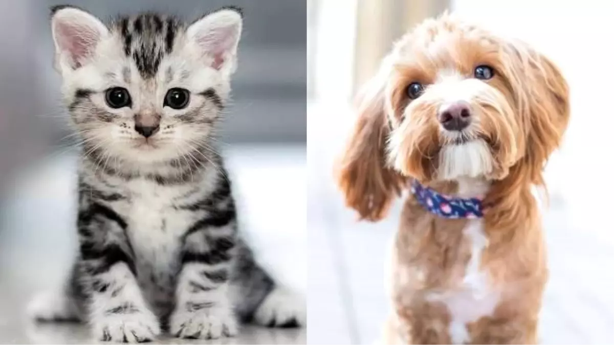 e-Devlet\'ten hayvan sahiplenme dönemi başladı!