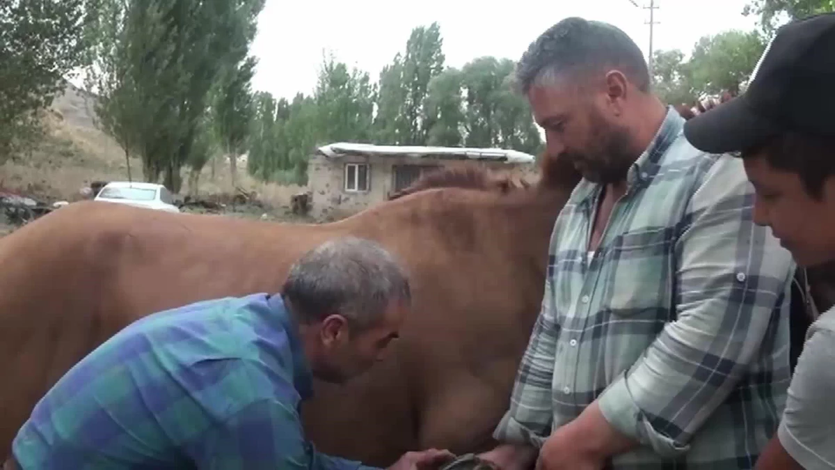 Kars\'ta Mazot Fiyatları Çiftçileri Atlara Yönlendirdi