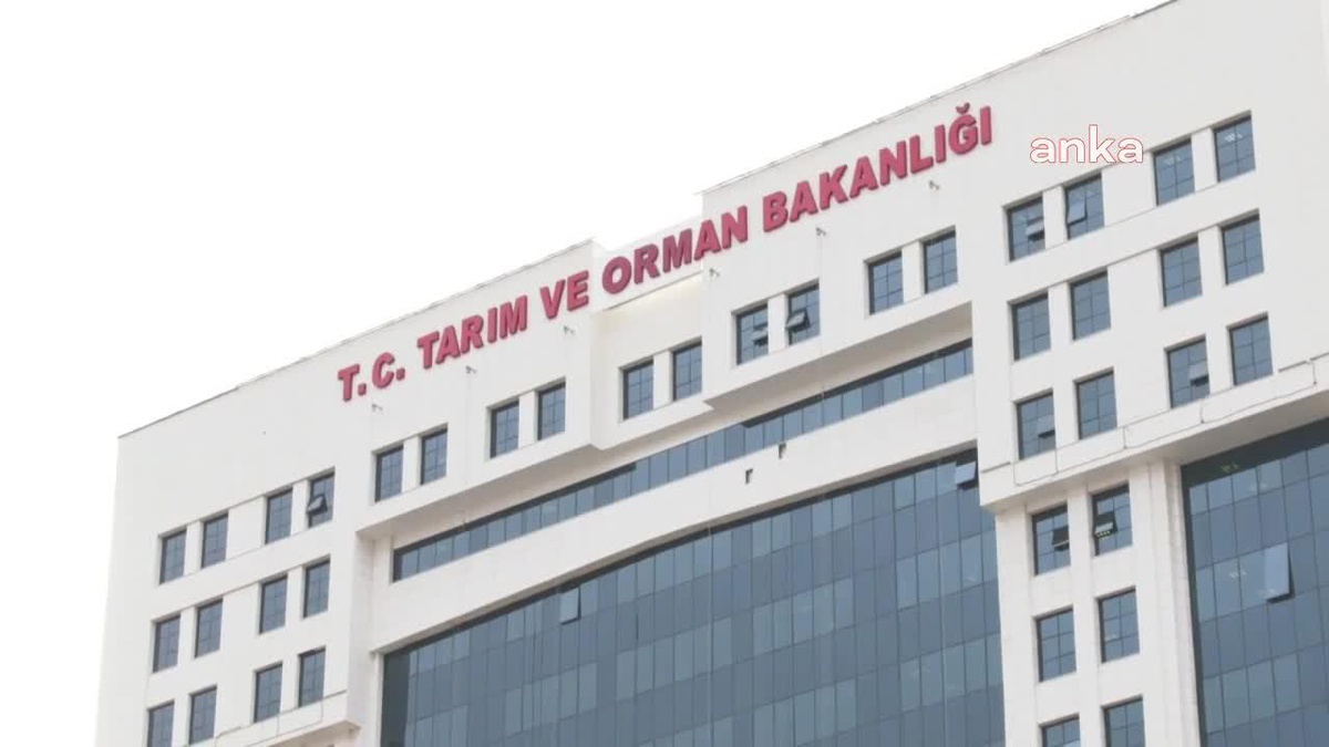 Sayıştan Raporu: Tarım ve Orman Bakanlığı\'nın Banka Hesapları Uygun Raporlanmadı, Muhasebe Yetkilisinin Kontrolü Dışında Hesap Açıldı, Döviz Mevcudu...