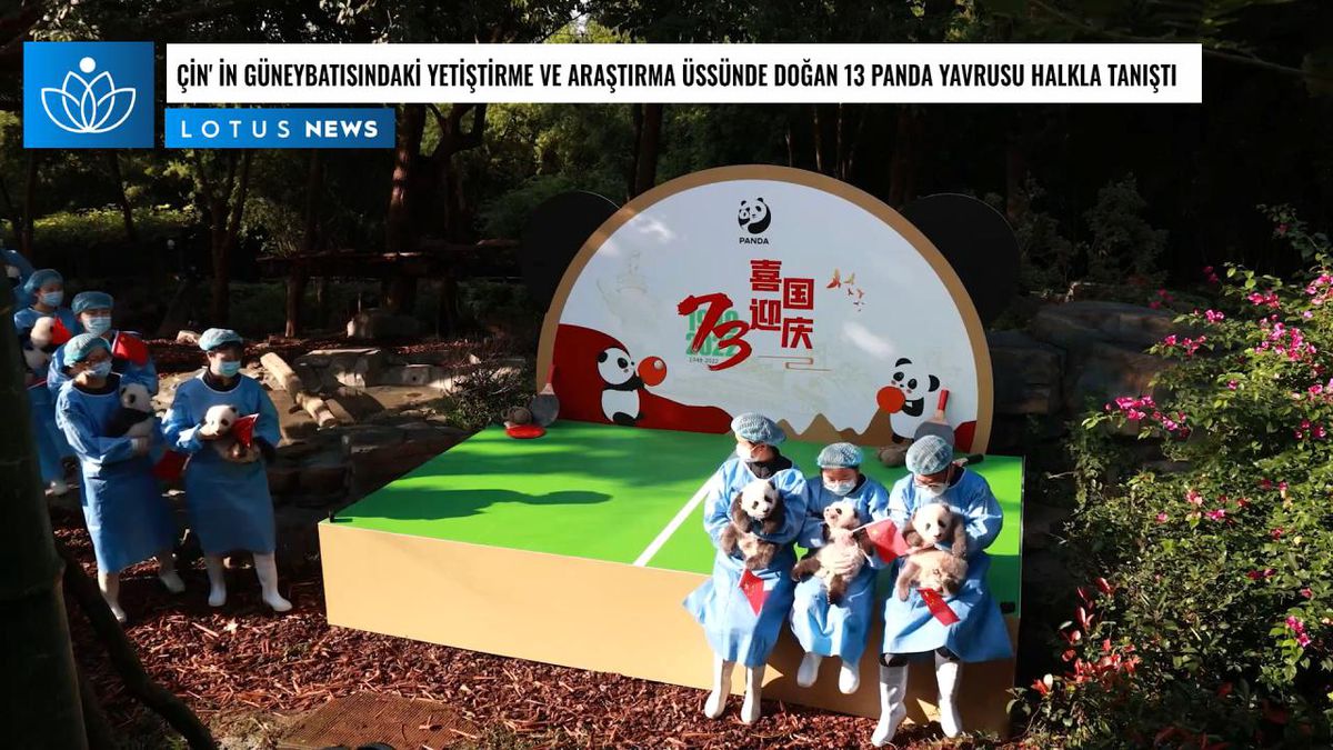 Video: Çin\'in Güneybatısındaki Yetiştirme ve Araştırma Üssünde Doğan 13 Panda Yavrusu Halkla Tanıştı