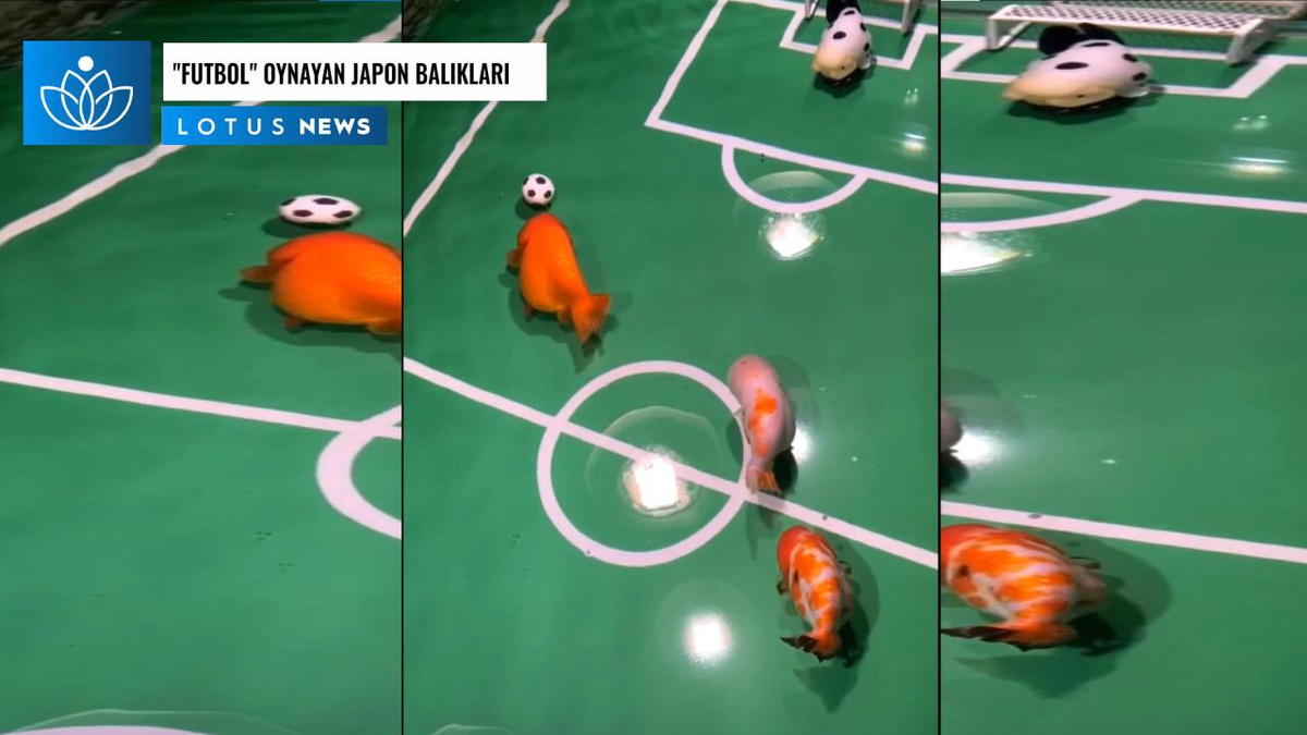 Video: \'Futbol\' Oynayan Japon Balıkları