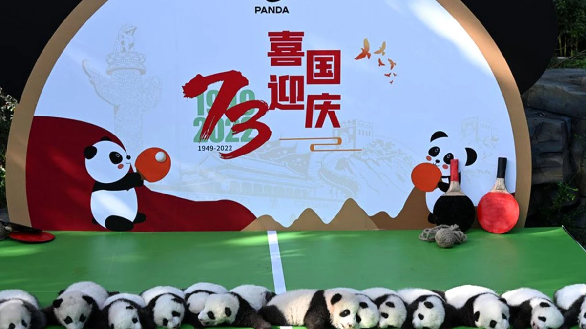 Yenidoğan 13 Dev Panda Yavrusu Halkla Tanıştı