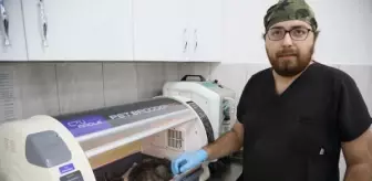 Son dakika haberleri | Belediyenin Kedi Evi'ne giren 3 Pitbull, 12 kediyi öldürdü (2)