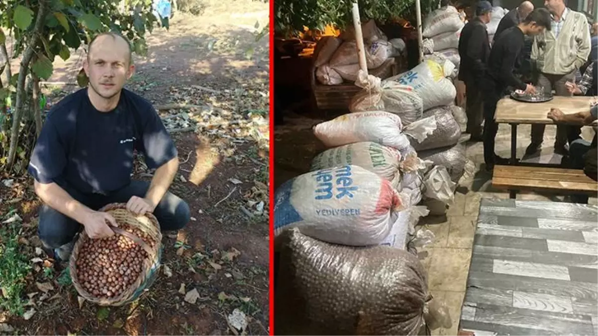 Bursa\'nın bu köyünü görenler, kendilerini Karadeniz\'de sanıyor! Yılda 60 ton fındık üretiyorlar