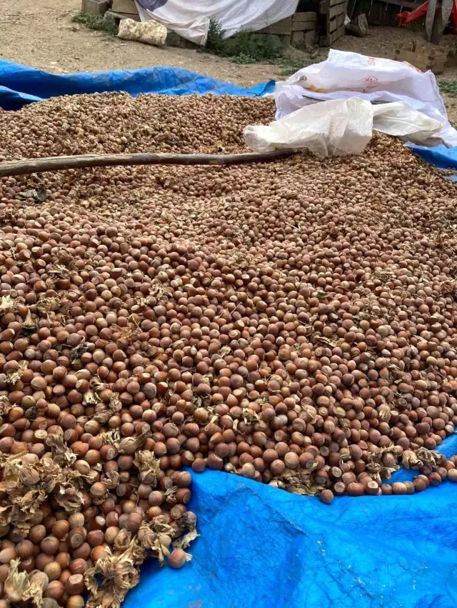 Bu köyü görenler 'Giresun'da mıyız?' diyor! Yılda 60 ton fındık üretiyorlar