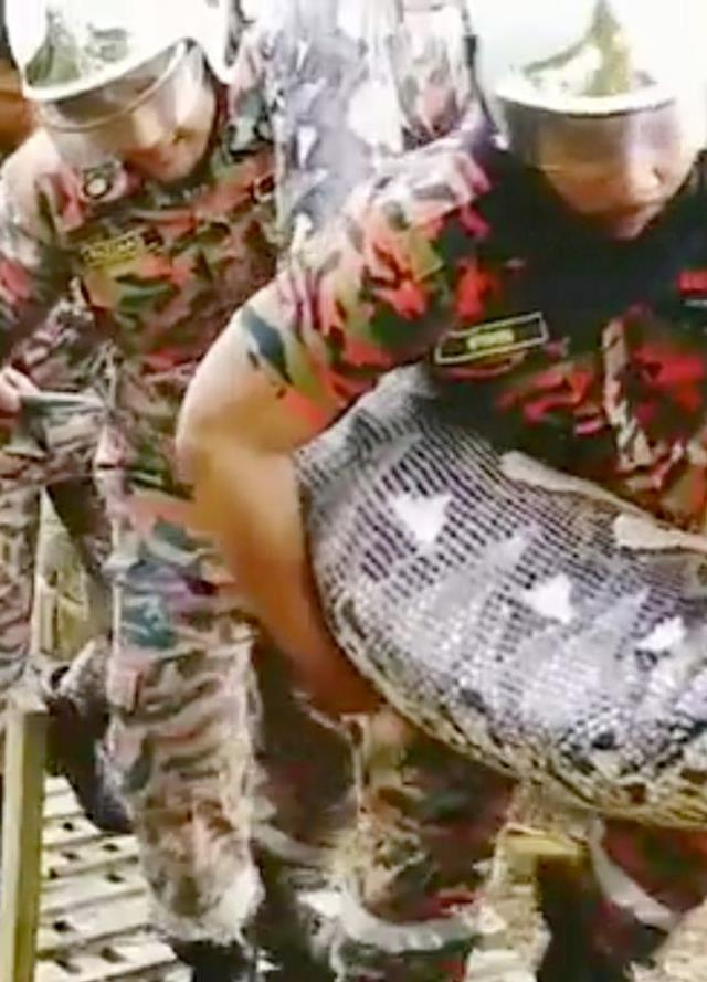 Dünyanın en büyük yılanlarından biri ormanda ortaya çıktı, koca keçiyi bütün halde yutmuş Dünyanın en büyük yılanlarından biri ormanda ortaya çıktı, koca keçiyi bütün halde yutmuş