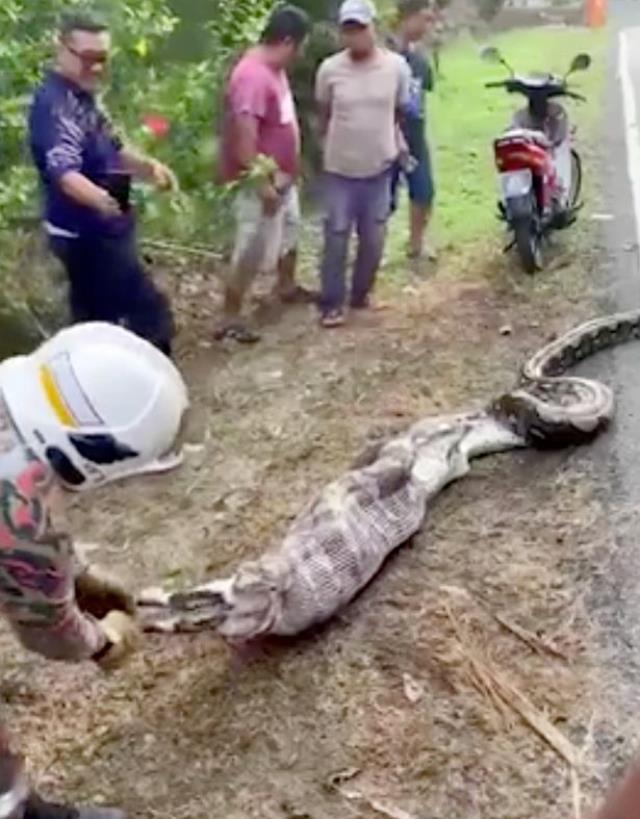 Dünyanın en büyük yılanlarından biri ormanda ortaya çıktı, koca keçiyi bütün halde yutmuş Dünyanın en büyük yılanlarından biri ormanda ortaya çıktı, koca keçiyi bütün halde yutmuş