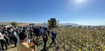 Erzurum'un 2300 rakımlı Daphan Ovası'nda ayçiçeği hasadına başlandı