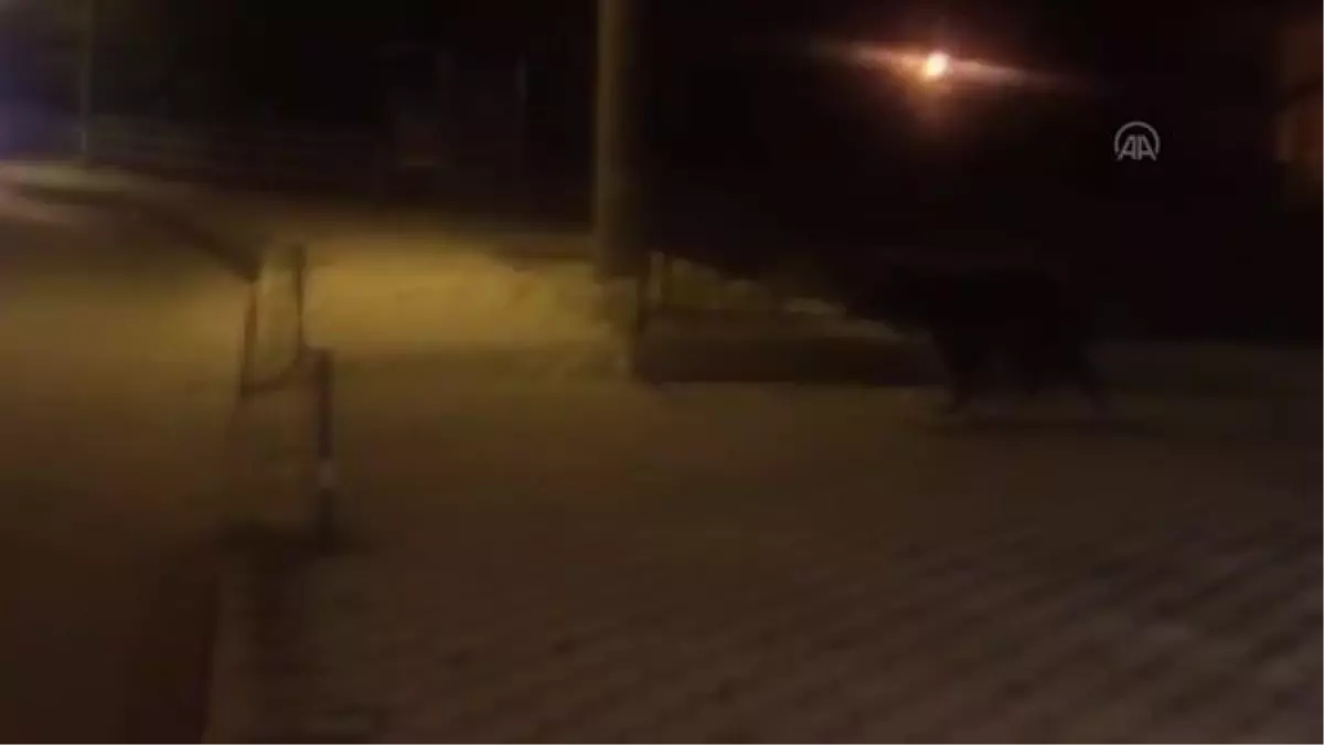 Gümüşhane'de kent merkezine inen ayının görüntüleri kameraya yansıdı