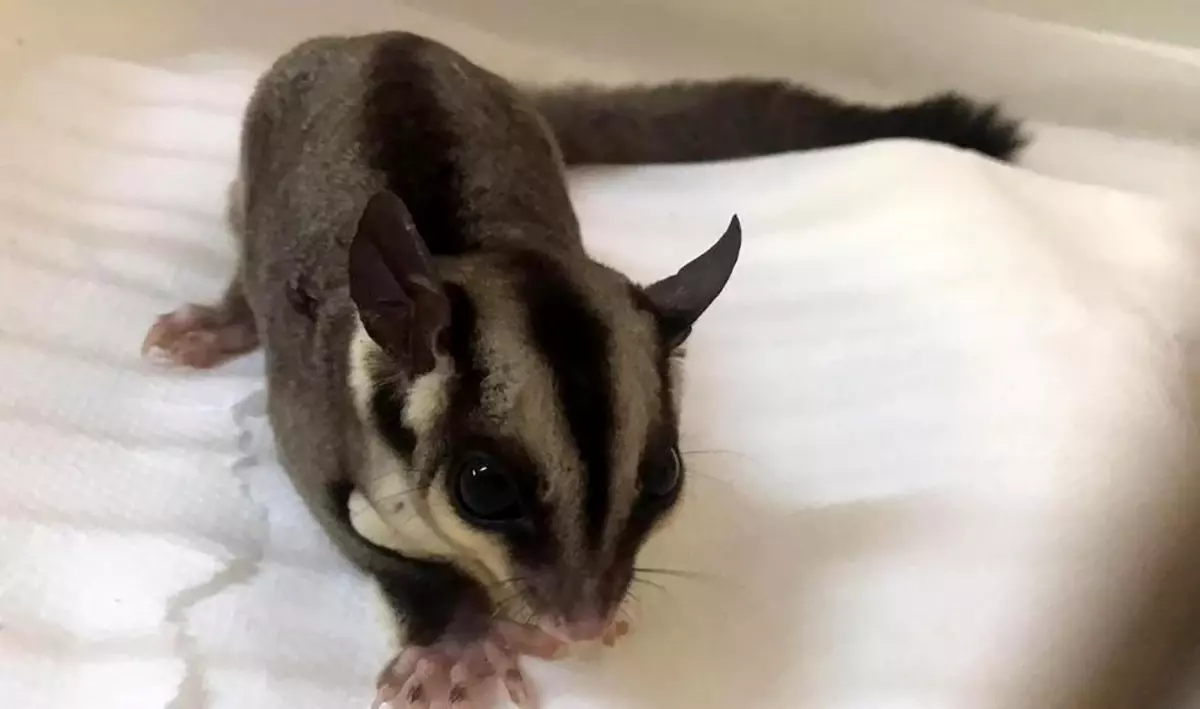 İstanbul\'da ticareti yasak iki uçan sincap ele geçirildi