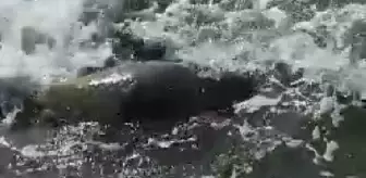 Son dakika haberleri! Karaya vuran caretta carettaya jandarmadan yardım eli