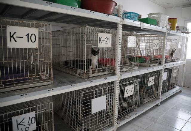 Pitbull cinsi 3 köpek belediyeye ait kedi evine girdi, ortaya çıkan tablo çok ağır oldu Pitbull cinsi 3 köpek belediyeye ait kedi evine girdi, ortaya çıkan tablo çok ağır oldu