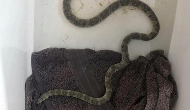 Tek ısırığı 100 kişiyi musalla taşına gönderiyor! Dünyanın en zehirli yılanı ortaya çıktı