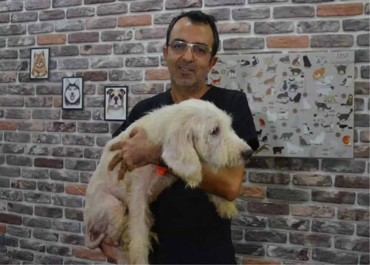 \'Çöp ev\'den kaçıp veterinere sığınan \'Pamuk\', yeni sahibini arıyor