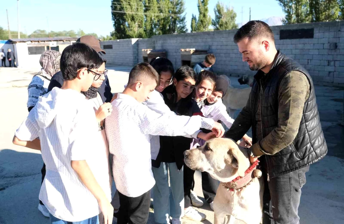 Otomobil fiyatına alıcı buluyorlar! Kangal köpekleri, 750 bin liraya satılıyor