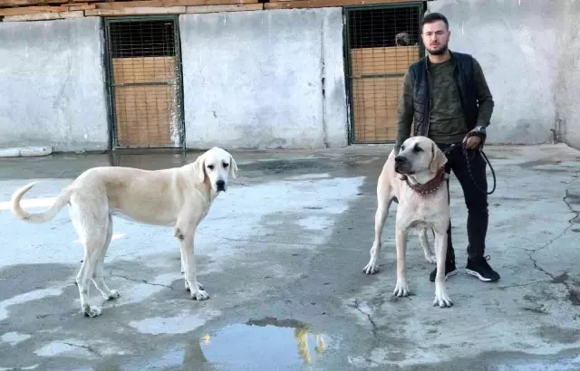 Bu çiftlikte özel olarak yetiştirilen köpeklerin fiyatı 750 bin TL'ye kadar çıkıyor