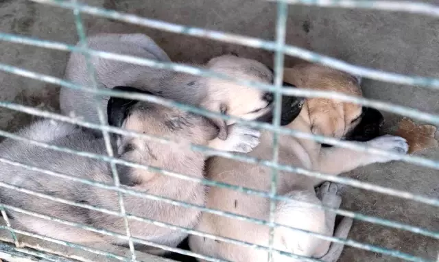 Bu çiftlikte özel olarak yetiştirilen köpeklerin fiyatı 750 bin TL'ye kadar çıkıyor