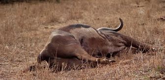 Kenya'daki kuraklık son bir yılda 109 filin hayatını kaybetmesine neden oldu
