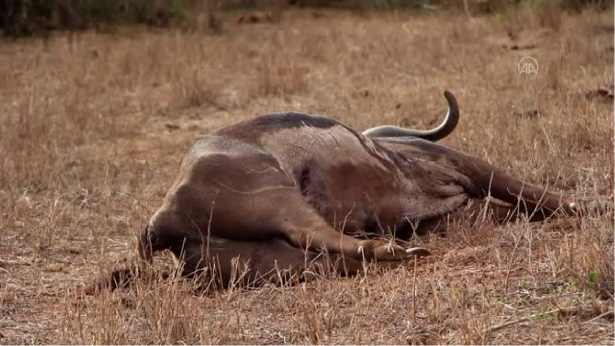 Kenya\'daki kuraklık son bir yılda 109 filin hayatını kaybetmesine neden oldu
