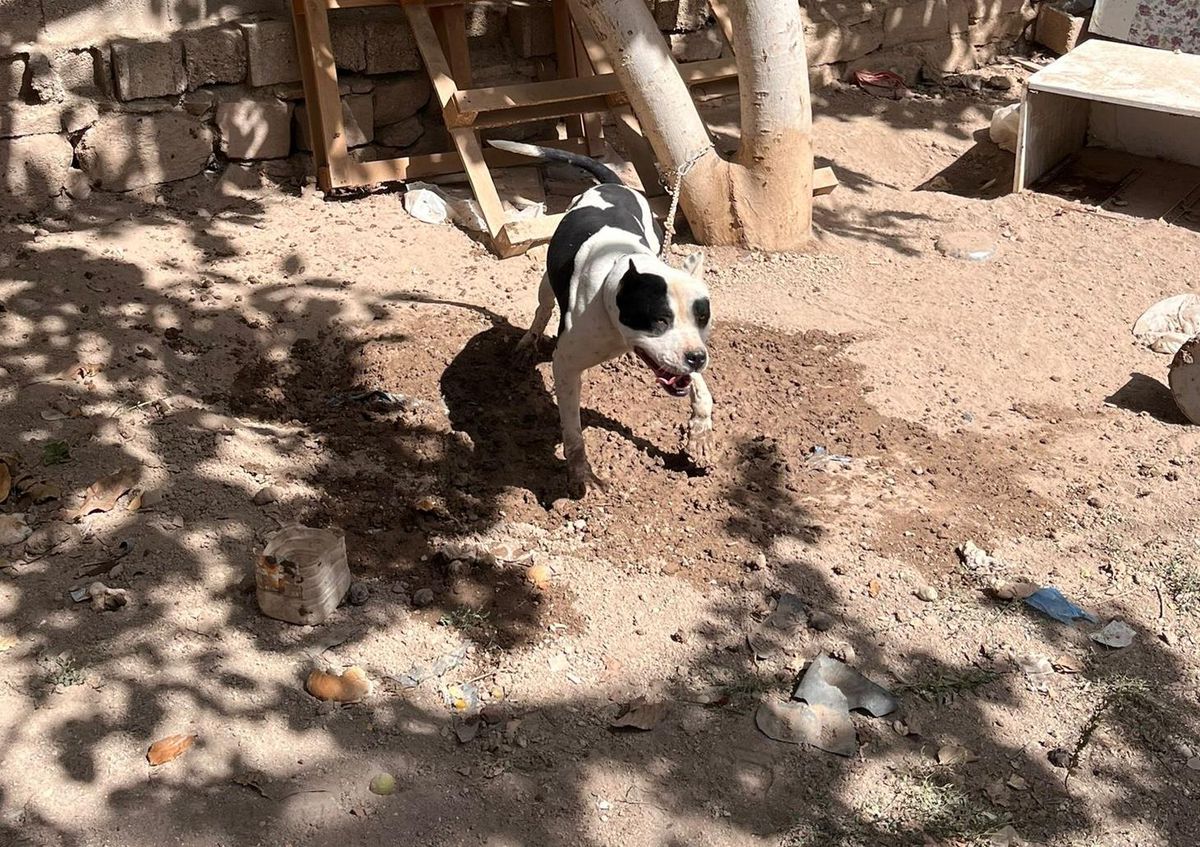Konya\'da pitbull besleyen 3 kişiye 44 bin 946 lira para cezası kesildi