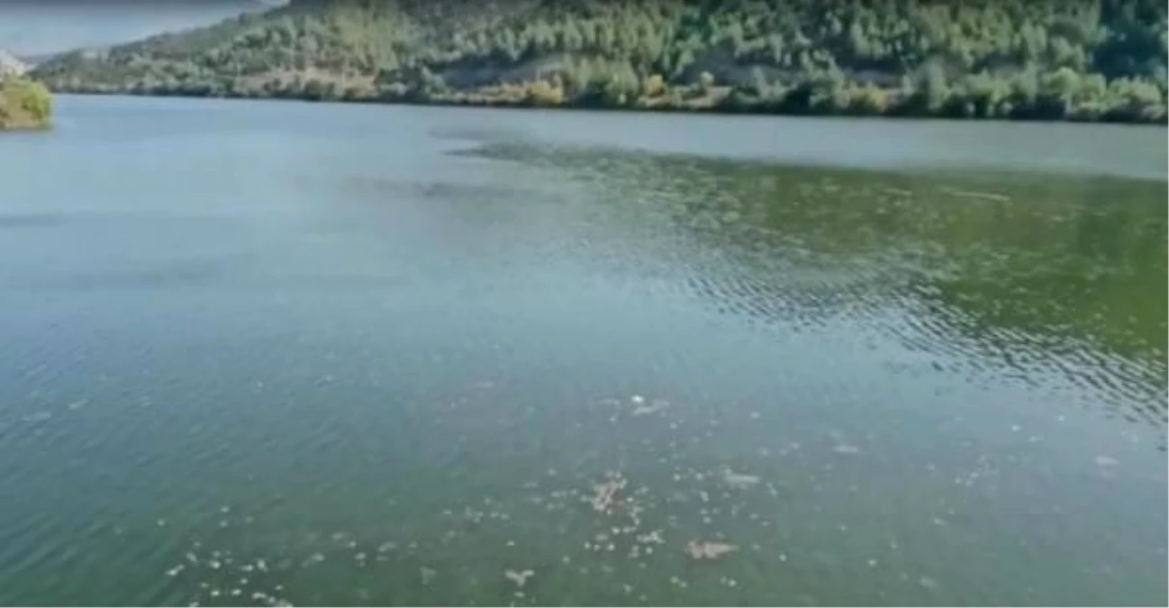 Ankara haber: Nallıhan\'da, çok sayıda ölü balık su yüzeyine vurdu