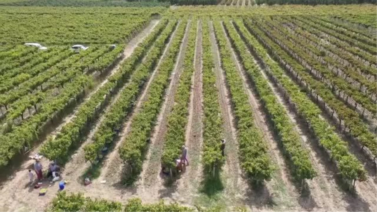 Pamukova\'da hasadına başlanan üzümden 45 bin ton rekolte bekleniyor