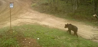 Sakarya'da ayı ile çakal sürüsü fotokapanla görüntülendi