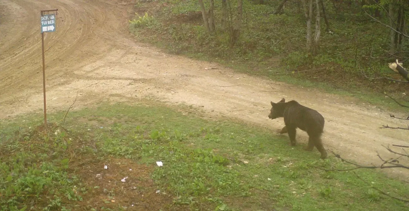 Sakarya'da ayı ile çakal sürüsü fotokapanla görüntülendi