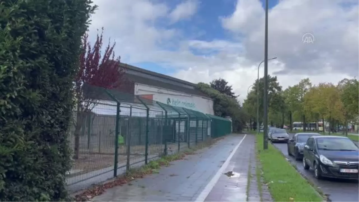 Belçika\'da katı yasalar sayesinde sokaklarda başıboş hayvanlara rastlanmıyor