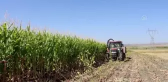 Kars'ta silajlık mısırın hasadı imece usulü yapılıyor