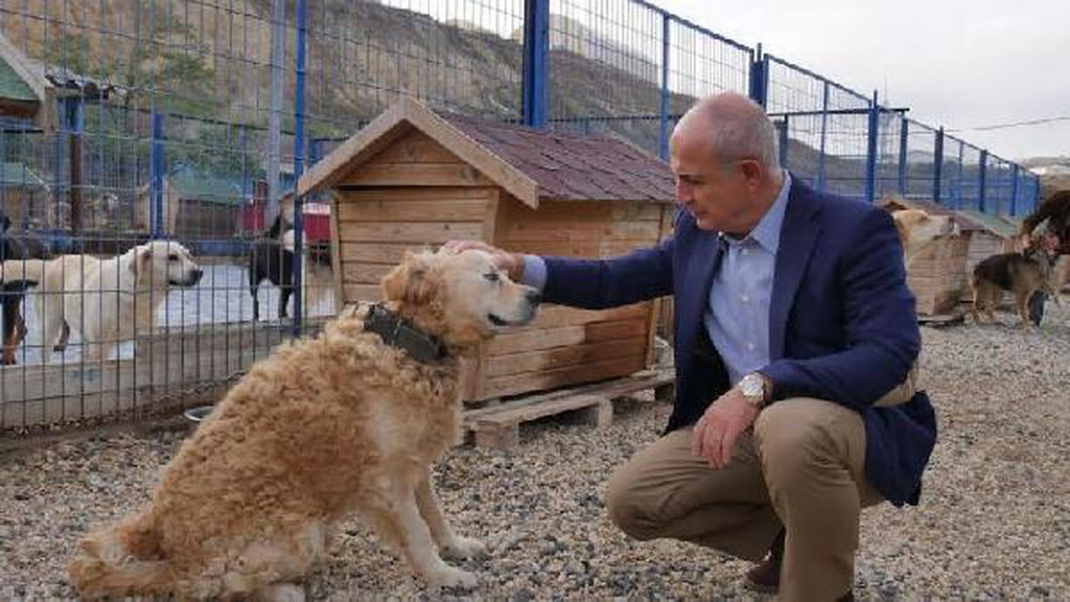 Büyükçekmece Belediyesi e-Devlet\'ten hayvan sahiplendirecek