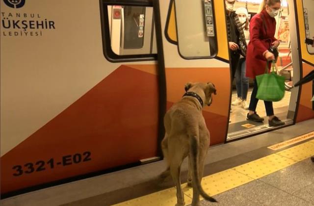 İstanbul'da evcil hayvanlarla seyahat dönemi başlıyor İstanbul'da evcil hayvanlarla seyahat dönemi başlıyor