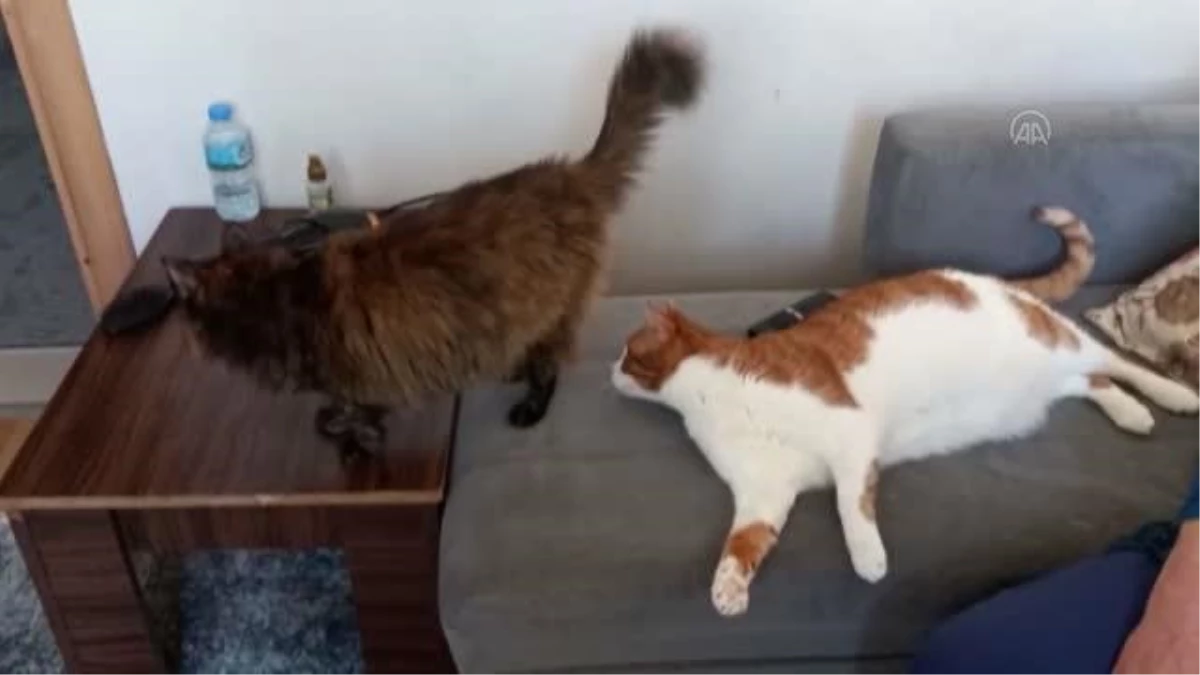 Obez kedi "mide botoksu" ile zayıfladı