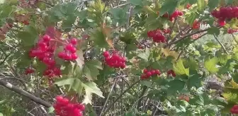 Şifa deposu Gilaburu hasadı başladı