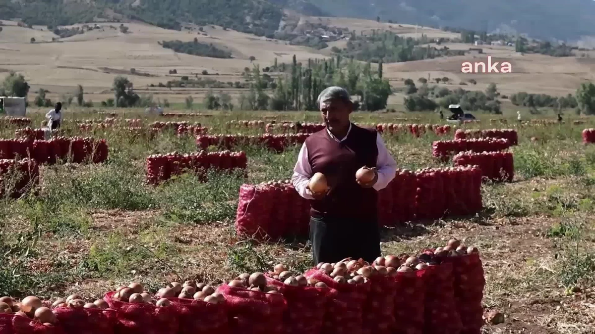 Soğan Hasadının Devam Ettiği Yozgat\'ta Üreticiler Girdi Maliyetlerinden Yakındı