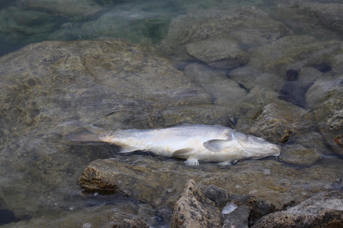 Balık ölümlerinin görüldüğü Bolu\'daki Gölköy Barajı\'ndan numune alındı