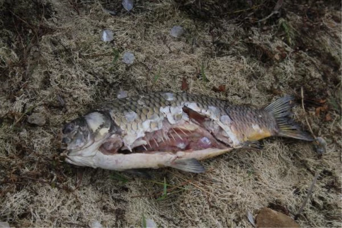 Bolu\'da tedirgin eden görüntü! İçme suyu barajındaki balıklar ölüyor