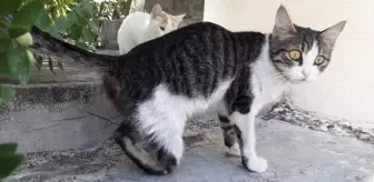 Büyü bozmak için kedilerin bacaklarını kestiler