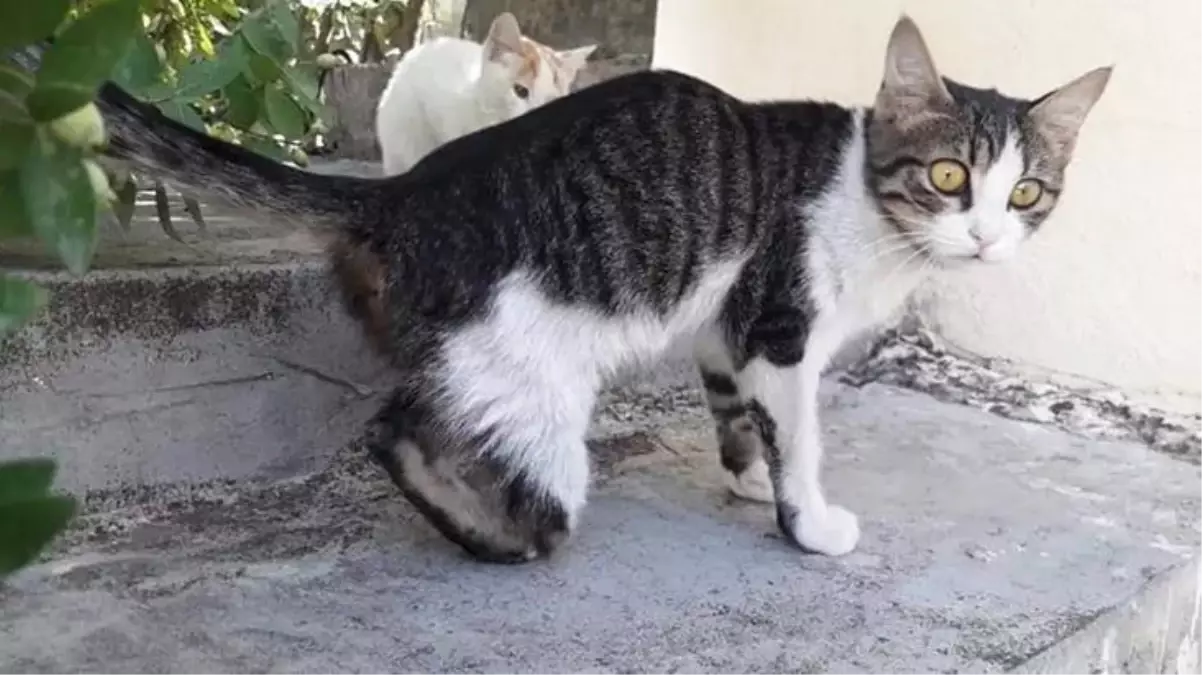 Büyü bozmak için kedilerin bacaklarını kestiler