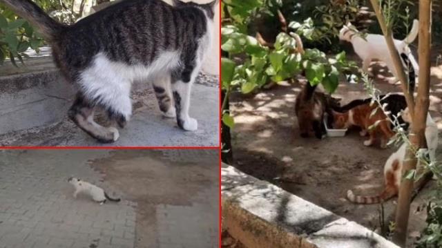 Cinci hocanın büyü bozmak için kedi ayağı istemesi üzerine ilçede kedi avı başladı Cinci hocanın büyü bozmak için kedi ayağı istemesi üzerine ilçede kedi avı başladı
